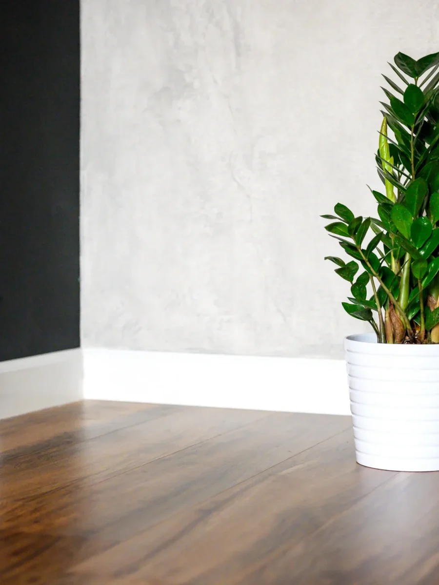 green-plant-zamioculcas-in-a-pot-on-a-wooden-floor-2026-03-17-09-00-36-utc